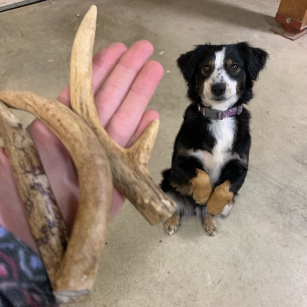 DEER ANTLERS for your PUPS